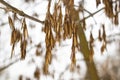 Covered with frost the withered leaves of the willow against the background of a winter forest. The lighting is cloudy weather.