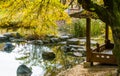 Covered gazebo behind a large old tree located in public park in Royalty Free Stock Photo