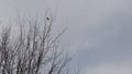 Tree without leaves and loneliness of a small lost bird. Royalty Free Stock Photo