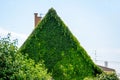 Covered with green foliage facade of house home in village Royalty Free Stock Photo