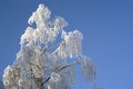 covered with hoarfrost silver birch on blue sky background Royalty Free Stock Photo
