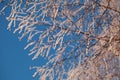 Covered with hoarfrost tree branches against the blue sky in winter Royalty Free Stock Photo