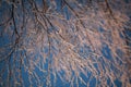 Covered with hoarfrost tree branches against the blue sky in winter Royalty Free Stock Photo