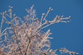 Covered with hoarfrost tree branches against the blue sky in winter Royalty Free Stock Photo