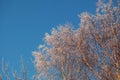 Covered with hoarfrost tree branches against the blue sky in winter Royalty Free Stock Photo