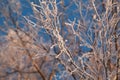 Covered with hoarfrost tree branches against the blue sky in winter Royalty Free Stock Photo