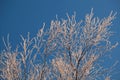 Covered with hoarfrost tree branches against the blue sky in winter Royalty Free Stock Photo