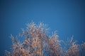 Covered with hoarfrost tree branches against the blue sky in winter Royalty Free Stock Photo