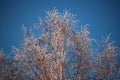 Covered with hoarfrost tree branches against the blue sky in winter Royalty Free Stock Photo