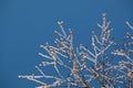 Covered with hoarfrost tree branches against the blue sky in winter Royalty Free Stock Photo