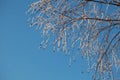Covered with hoarfrost tree branches against the blue sky in winter Royalty Free Stock Photo