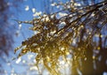 Covered in ice flowers branch. Warm sun on blue sky Royalty Free Stock Photo