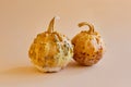 Covered with mold and mildew, two rotted pumpkins, spoiled food, fungus and mold destroyed ripe pumpkin during storage violations Royalty Free Stock Photo