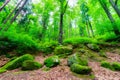 Covered with moss rocks and trees in a magical forest in the Pol Royalty Free Stock Photo