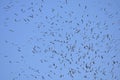 A flock of storks flying crowd Royalty Free Stock Photo