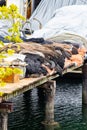 dock with nets and covered boat 2 Royalty Free Stock Photo