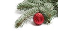 Covered with snow branch of a Christmas tree and red ball Royalty Free Stock Photo