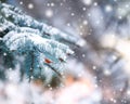 Covered with snow in cold winter weather. Christmas background with fir trees Royalty Free Stock Photo