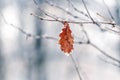 Covered with snow and ice, a dry oak leaf in the forest on a tree Royalty Free Stock Photo