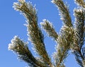 reen needles of large pine Royalty Free Stock Photo