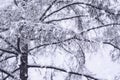 Covered snow tree branches in winter. Natural background with texture Royalty Free Stock Photo