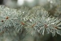 Covered, snowy, wood, spruce, drops, macro, green, spiny, needle, evergreen, blue, fir, coniferous, ice, natural, closeup, frost