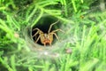 Covered spider Royalty Free Stock Photo