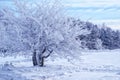 Covered with thick rime tree. Frost