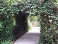A tunnel of white Confederate Jasmine flowers Royalty Free Stock Photo