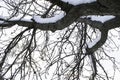 Covered walnut branches with snow during the winter Royalty Free Stock Photo