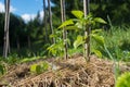 Covering capsicum plants with straw mulch