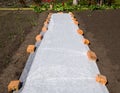 Covering material spread on the ground protects the shoots from frosts Royalty Free Stock Photo