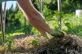 Covering plants with straw mulch