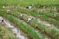 Covey of egret on harvested rice field Royalty Free Stock Photo