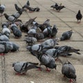 Covey of pigeon birds