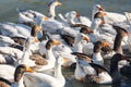 A covey of wild duck Royalty Free Stock Photo