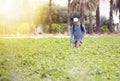 Covid 19 Industry. Weed insecticide fumigation. Organic ecological agriculture. Spray pesticides, pesticide in potato plant Royalty Free Stock Photo