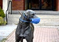 Covid masked dog statue looking off to the diztance