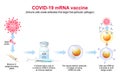 COVID-19 mRNA vaccine. mechanism of action