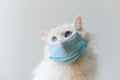 2020 new ragdoll cat wear face mask, Very sad