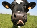 Cow Royalty Free Stock Photo