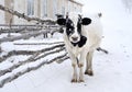 Cow Royalty Free Stock Photo