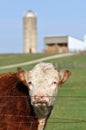 Cow Royalty Free Stock Photo