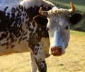 Cow