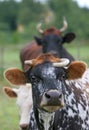 COW Royalty Free Stock Photo