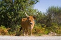 Cow Royalty Free Stock Photo