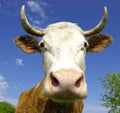 Cow Royalty Free Stock Photo