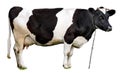 Cow Royalty Free Stock Photo