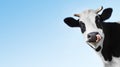 Cow Royalty Free Stock Photo