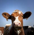 Cow Royalty Free Stock Photo
